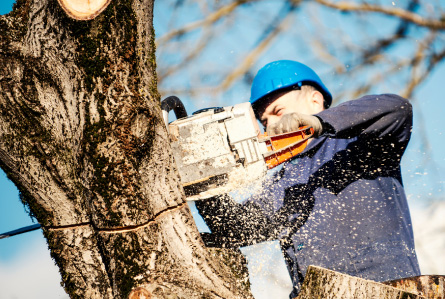 Tree Services